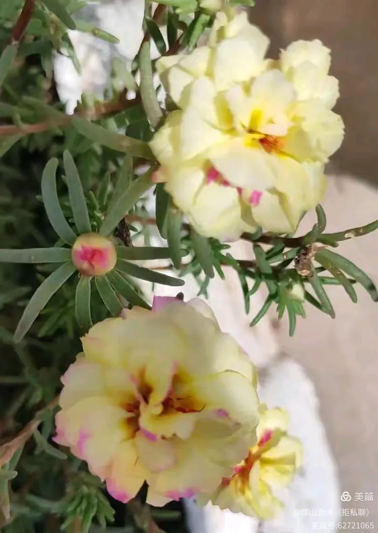 形态特征:窄叶牡丹的叶裂片狭窄,呈狭线形或狭披针形,宽度在4